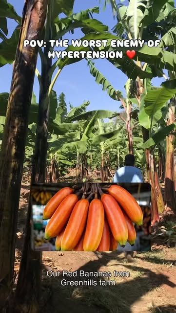 Reel: our red bananas from Green Hills Farm
