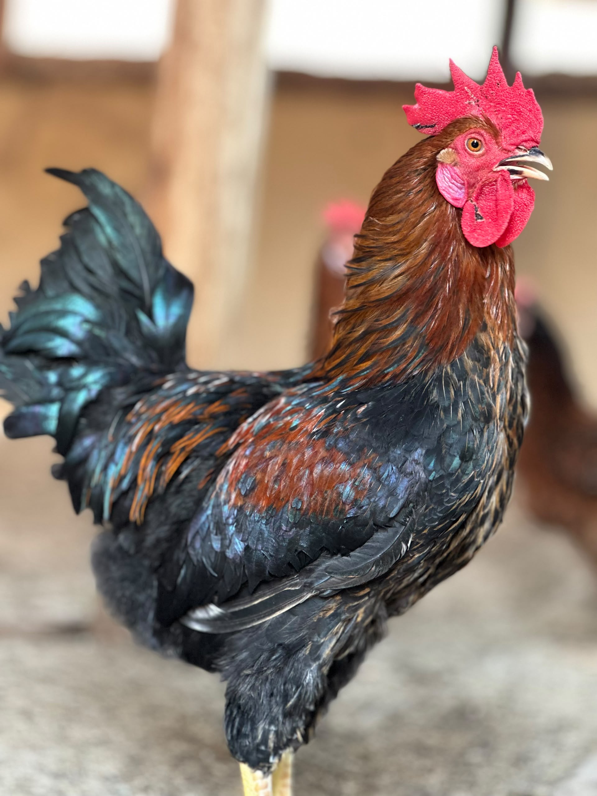 A rooster with a red comb and glossy black and copper feathers, hens behind