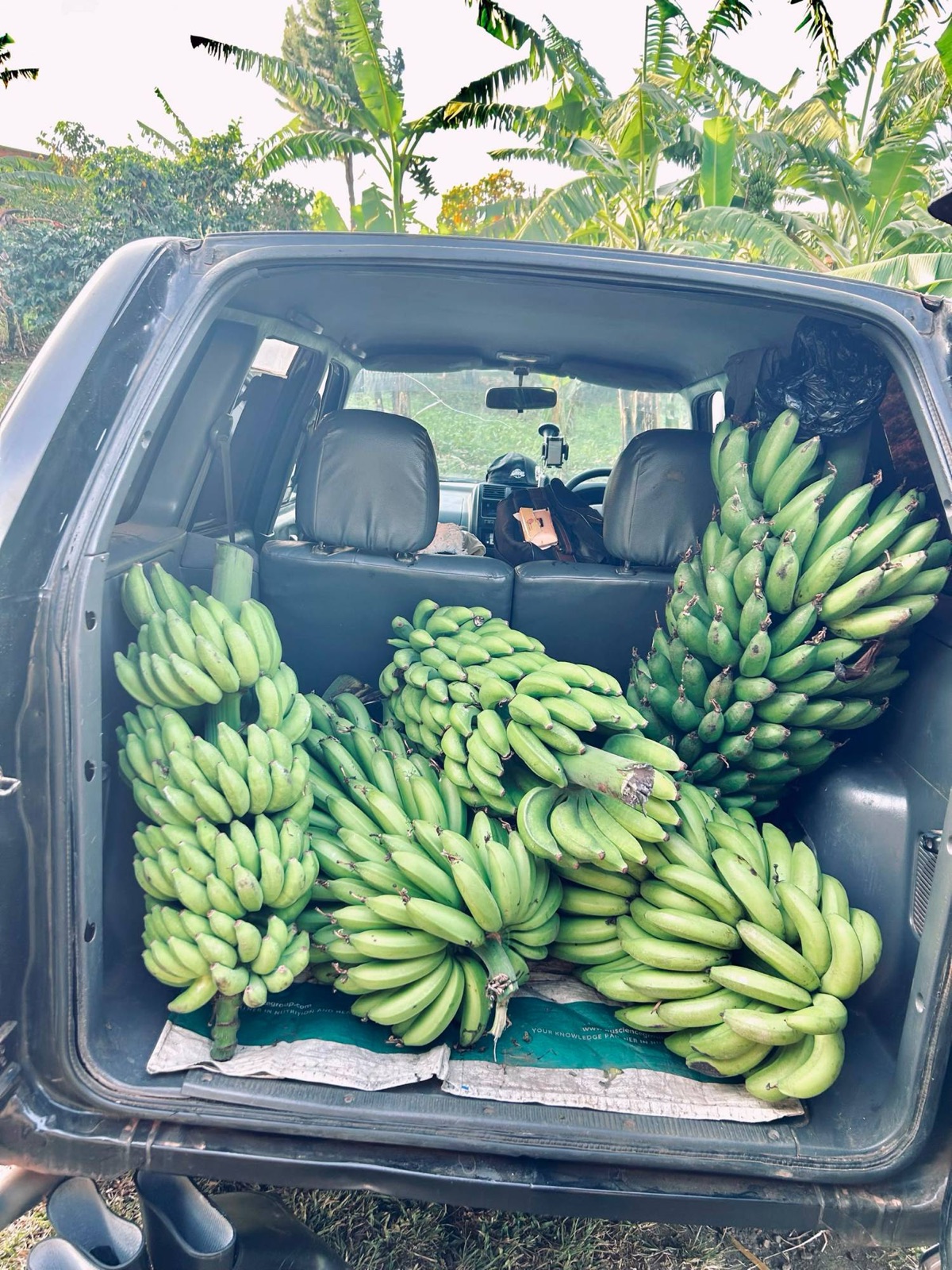 Bunches of green matooke loaded into a car boot