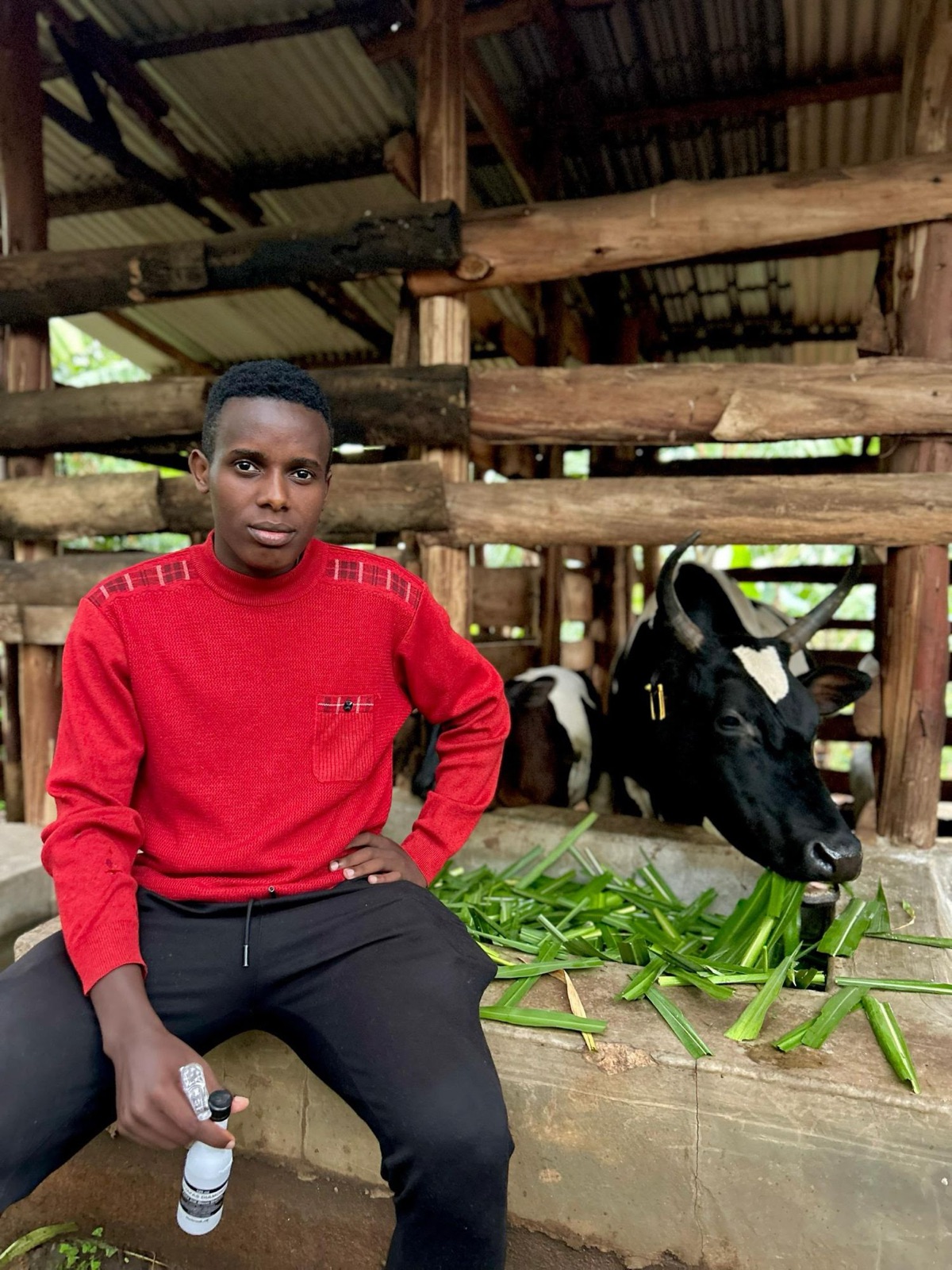 A cow eating fresh-cut grass at the farm's feeding trough