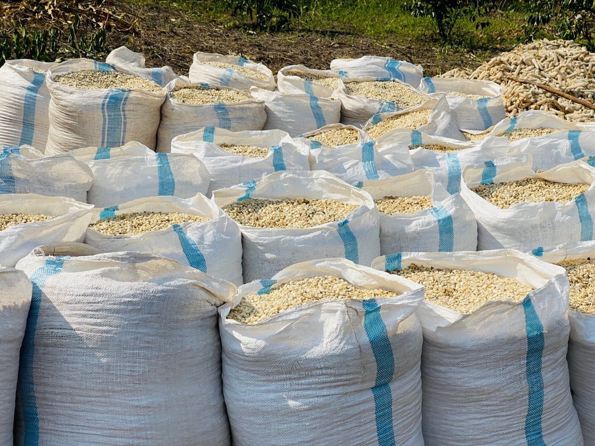 Open sacks filled with shelled maize