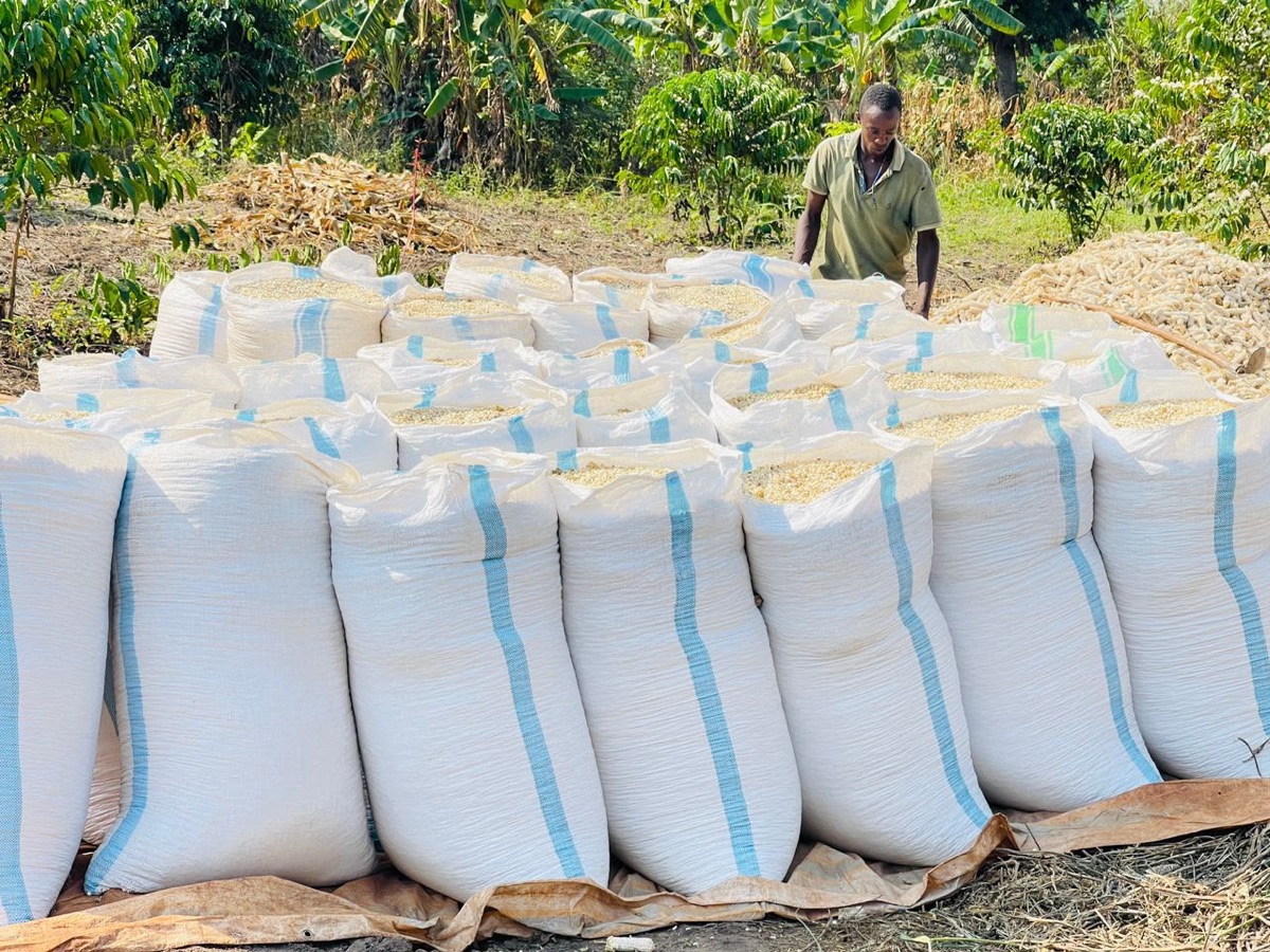 Tall sacks of shelled maize lined up on a tarp, with a farmer checking them