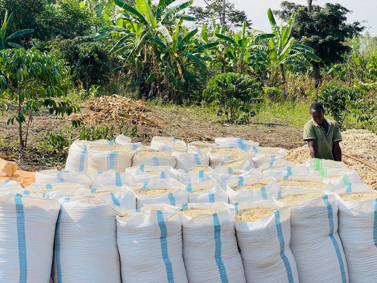 Rows of full maize sacks with a farmer checking them, banana plants behind