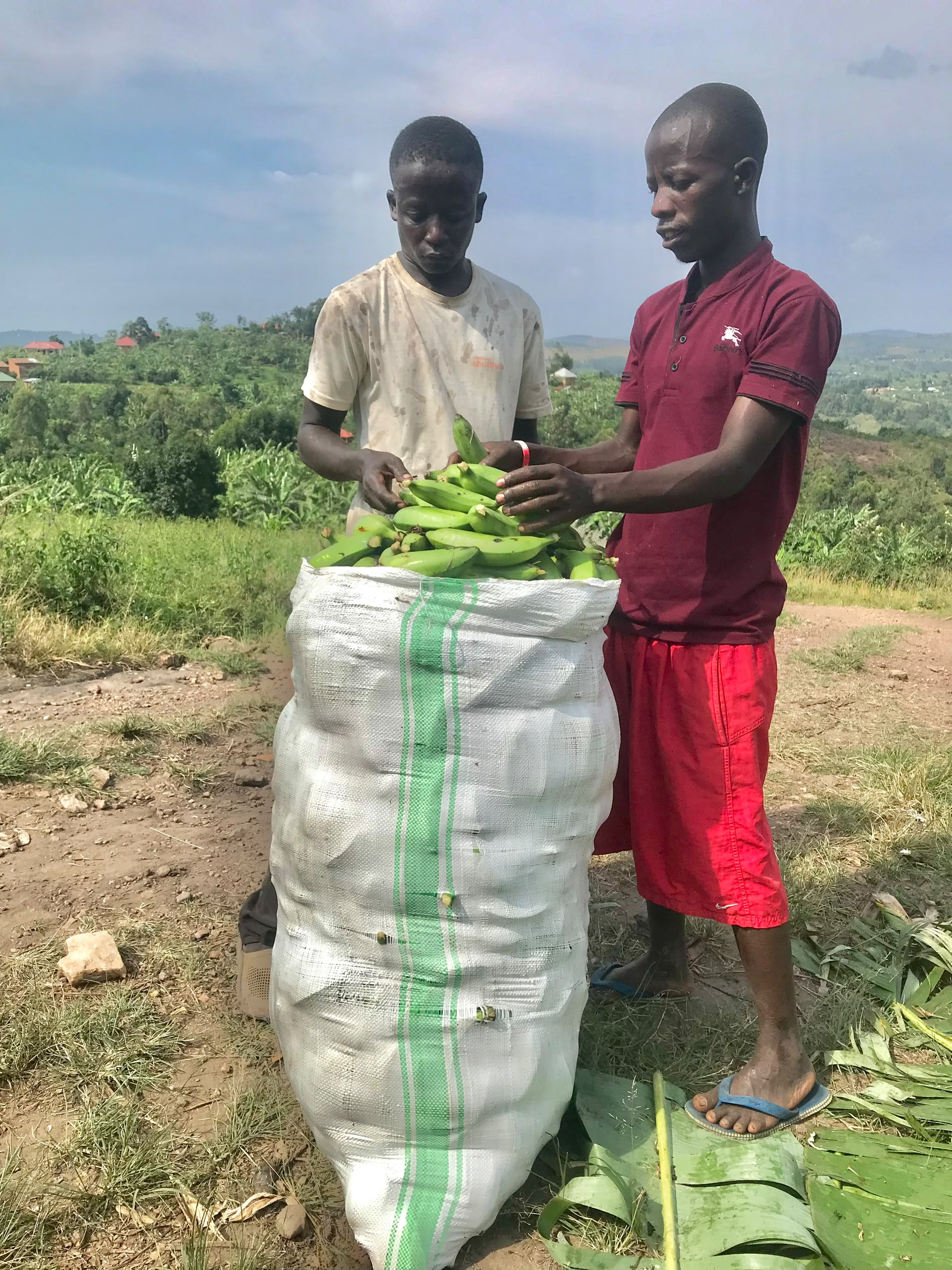 Two young men filling a large sack with freshly cut green matooke on a hillside