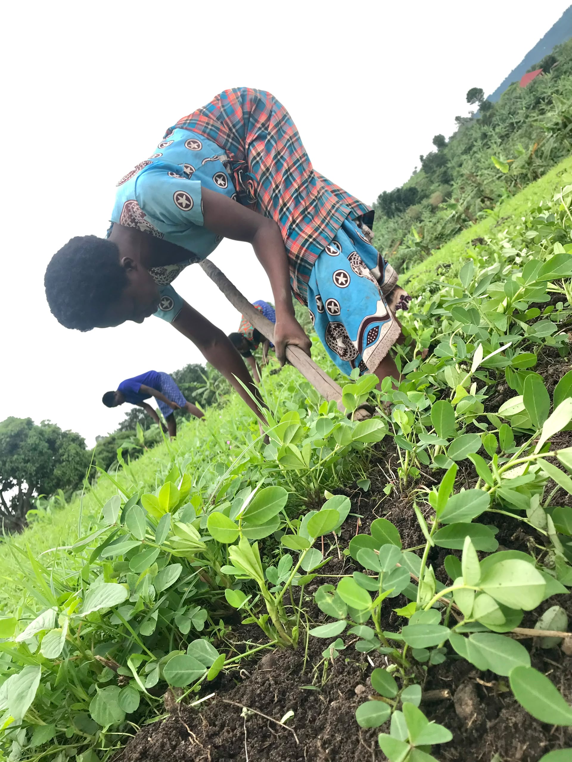 A woman bent over a hoe weeding a hillside of groundnut plants, with others working further up the slope