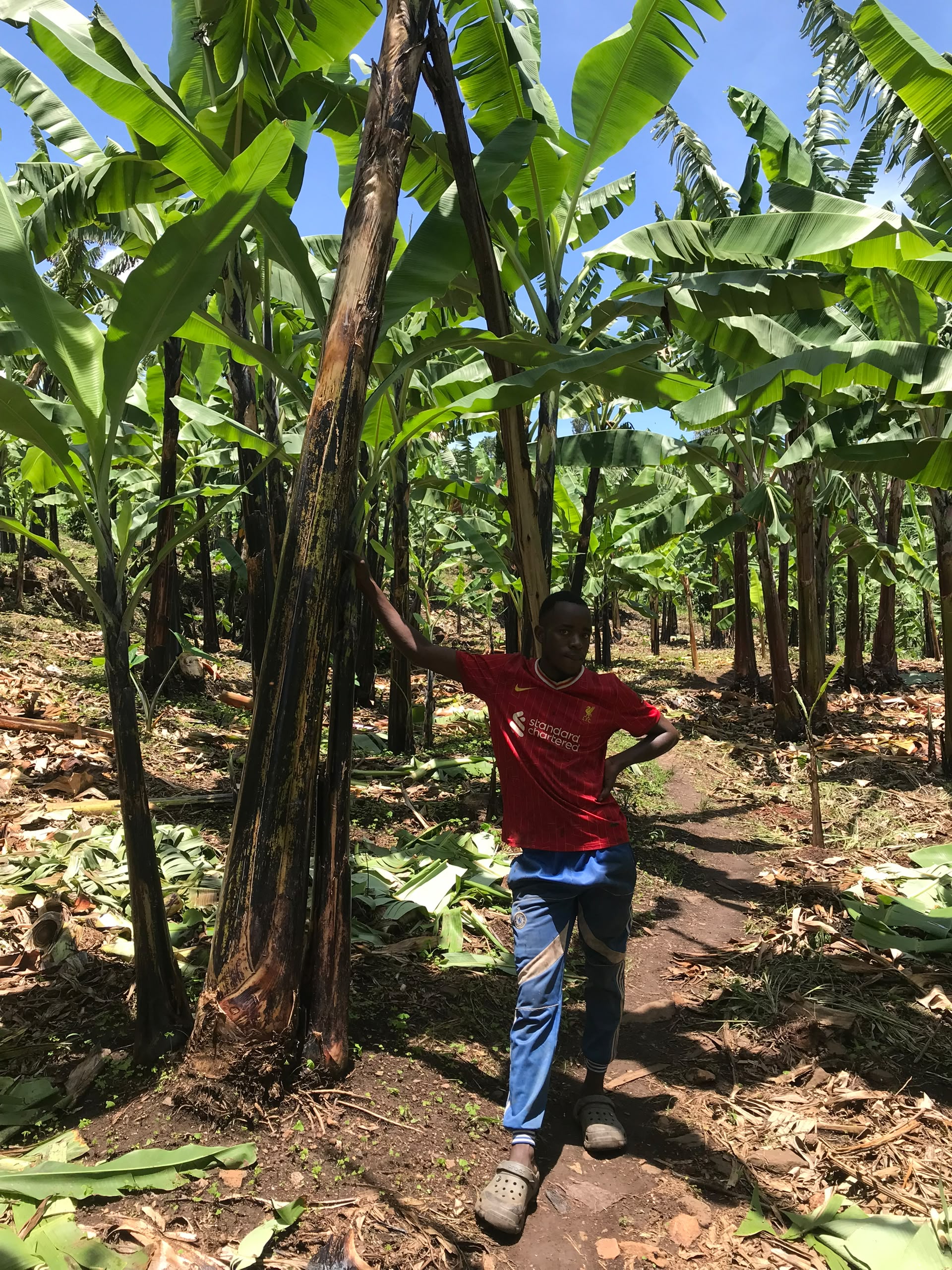 A young man in a red football shirt leaning on a banana plant in the matooke plantation