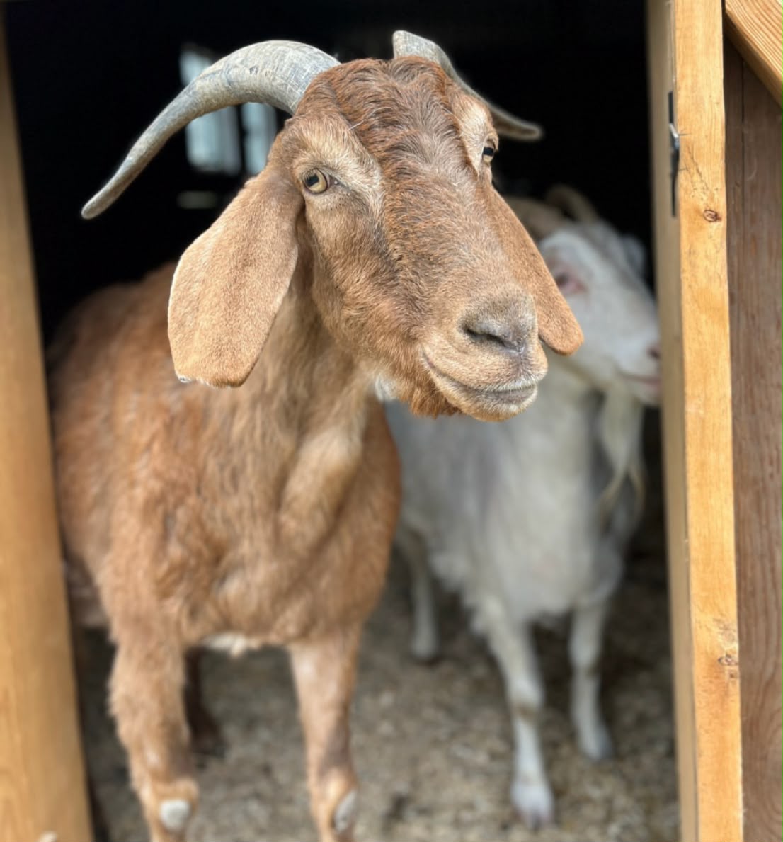 A brown goat with long ears and curved horns looking out of a wooden shed, a white goat behind
