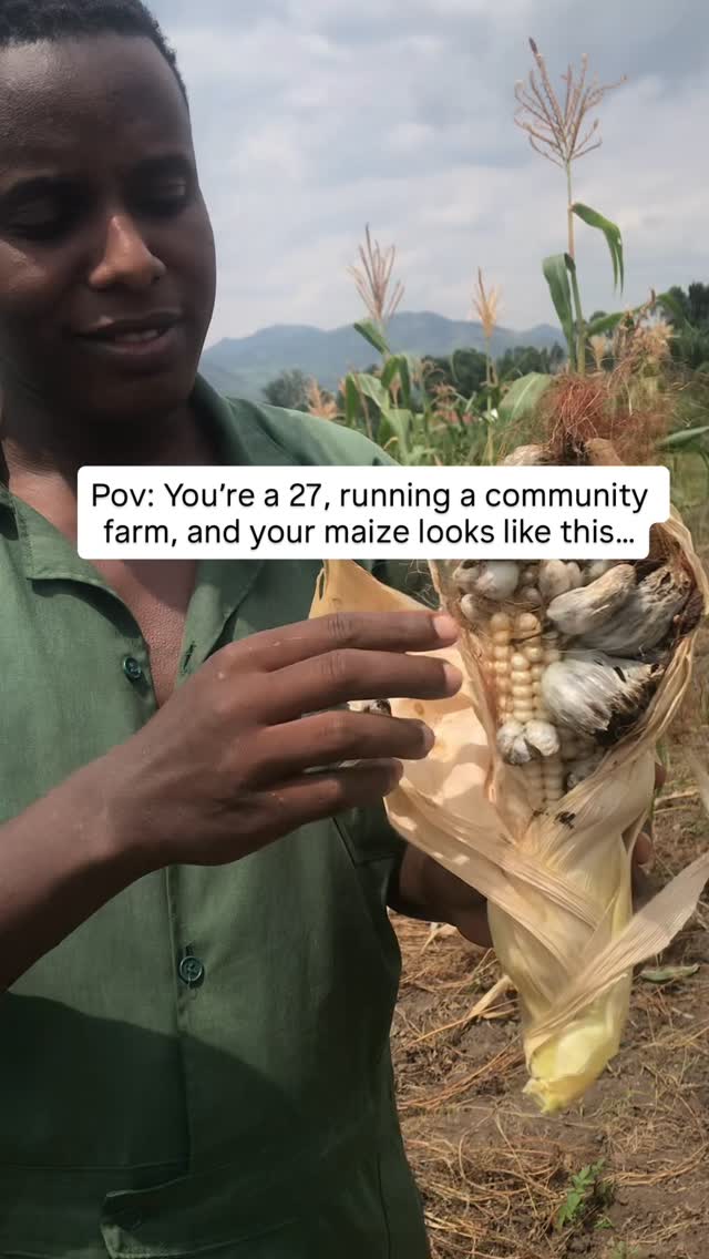 Reel: Thomas holding up a maize cob covered in grey fungus