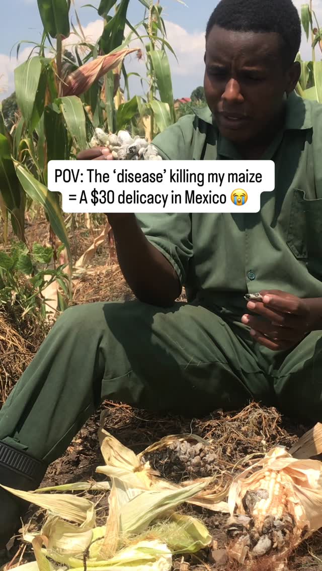 Reel: the 'disease' killing my maize is a $30 delicacy in Mexico