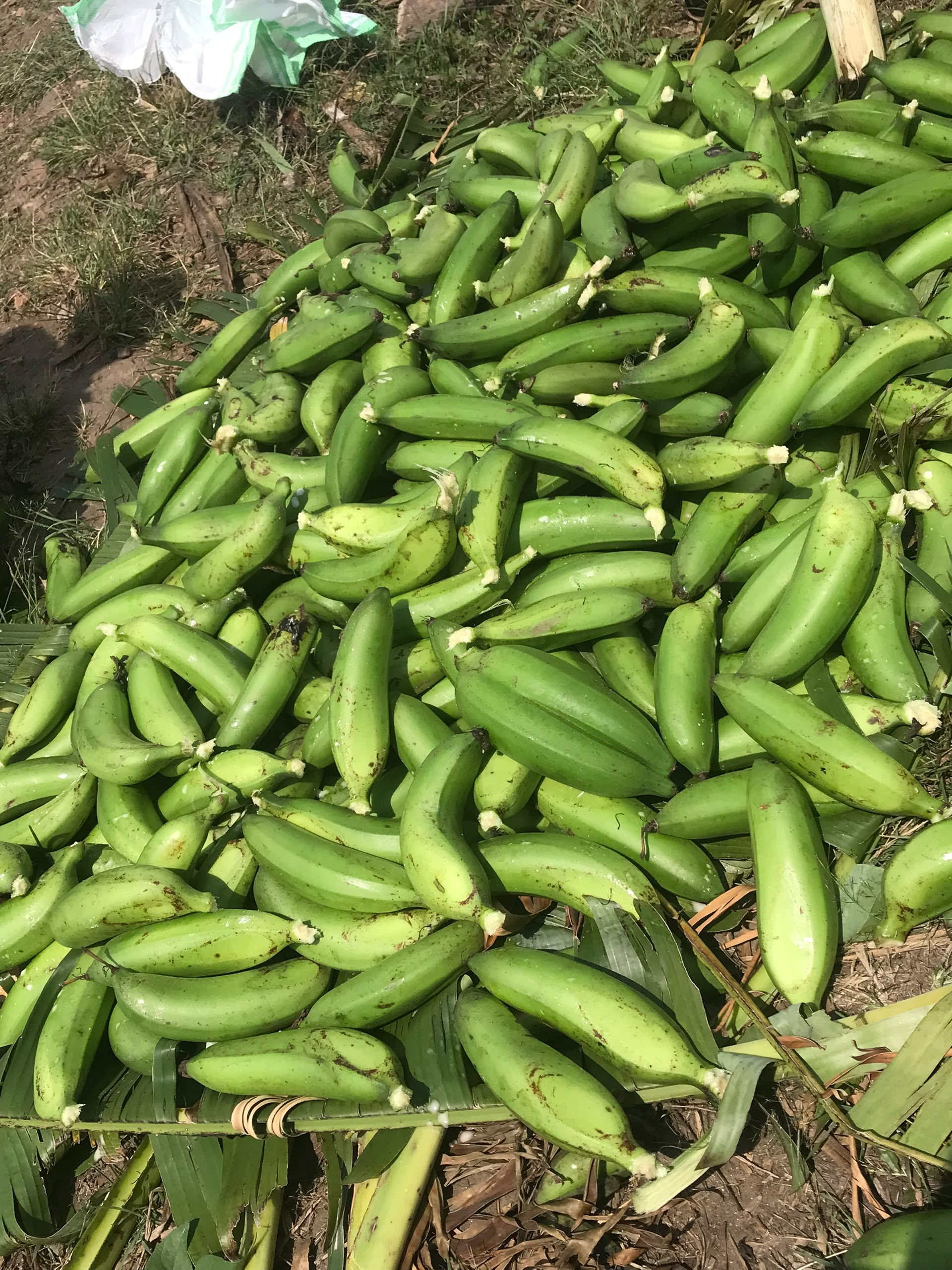 A large pile of freshly peeled green matooke on banana leaves