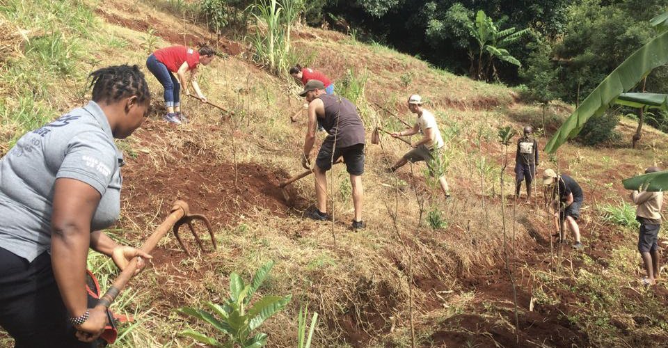 Volunteers and farmers working a hillside together with hoes, banana plants around them